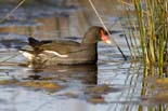 090413_LT_Poule_d_eau_393__