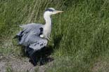 090502_012_LT_Heron_cendre