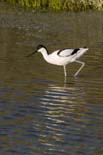 090502_038_LT_Avocettes