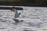 090502_053_LT_Avocettes