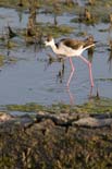 090502_077_LT_Echasse