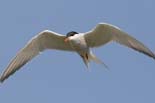 090502_184_LT_Sternes_pierre-garin