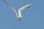090502_225_LT_Sternes_pierre-garin