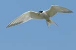 090502_231_LT_Sternes_pierre-garin