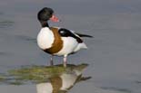 090502_273_LT_Tadornes