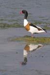 090502_280_LT_Tadornes