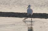 090502_329_LT_Aigrette