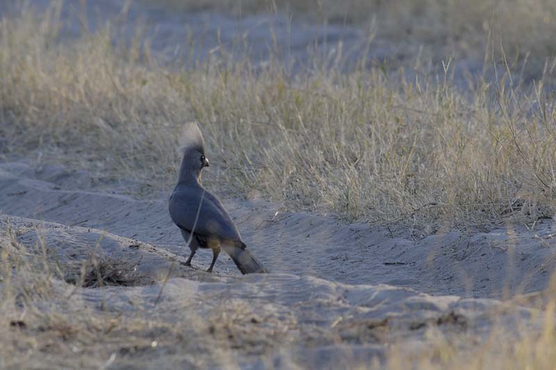 0515_Botswana_Maun_Touraco_concolore