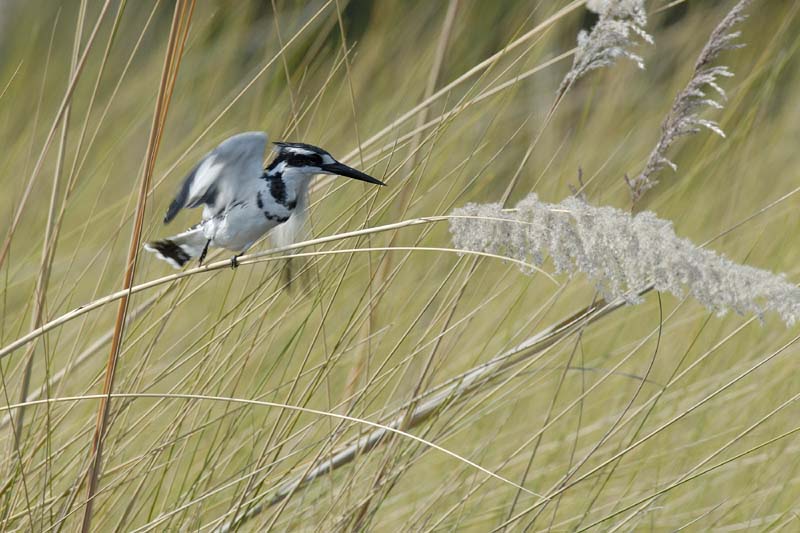 0572_Botswana_Xakanaxa_Alcyon_pie