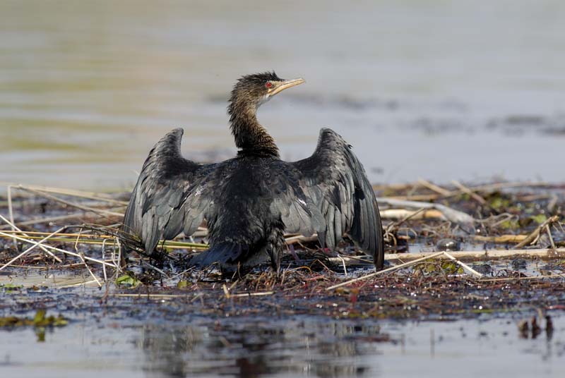 0612_Botswana_Xakanaxa_Cormorans