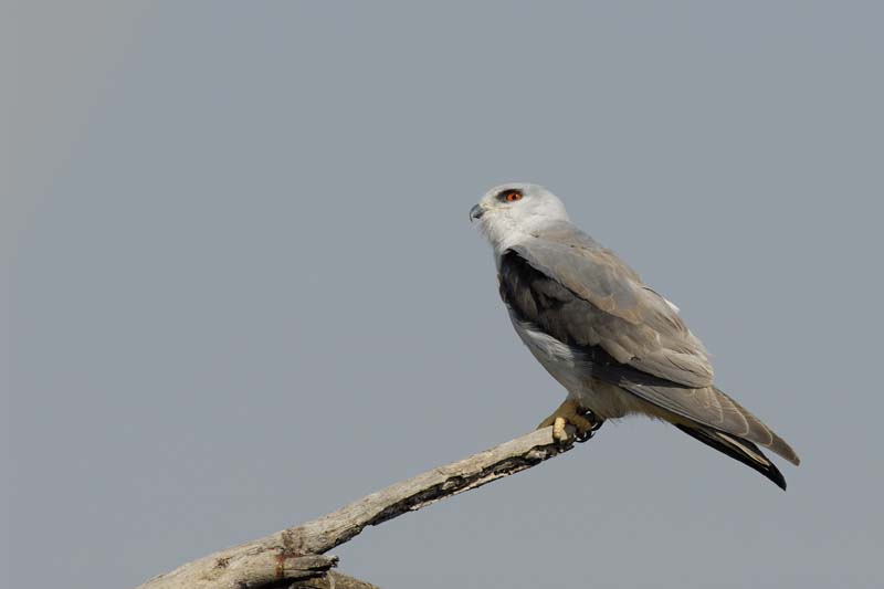 0720_Botswana_Xakanaxa_Elanion