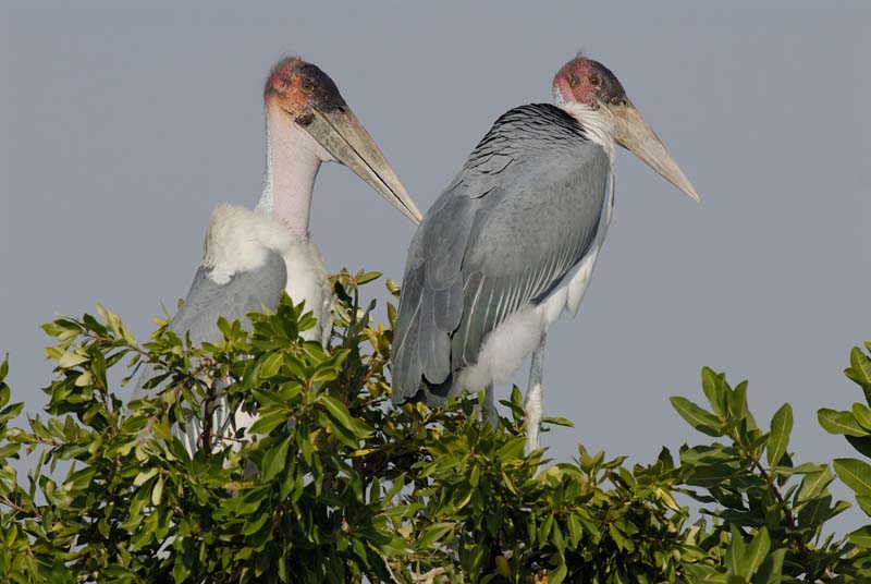 0902_Botswana_Xakanaxa_Marabouts_d_Afrique