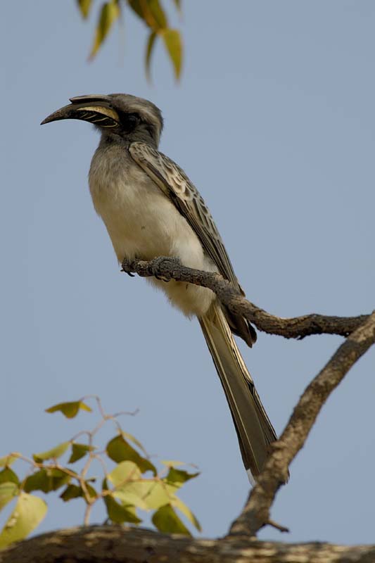 1220_Botswana_Xakanaxa_Calao_à_bec_noir