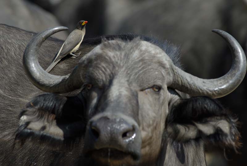1337_Botswana_Xakanaxa_Buffles_Piqueboeufs_à_bec_jaune_