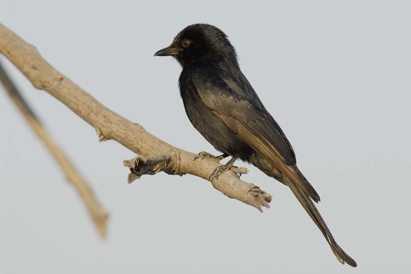 1423_Botswana_Xakanaxa_Drongo_brillant