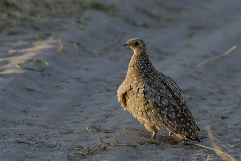 1438_Botswana_Xakanaxa_Ganga_à_gorge_jaune