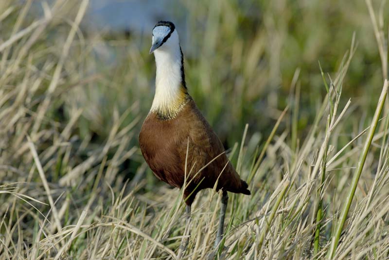 1819_Botswana_Khwai_Jacana_à_poitrine_dorée