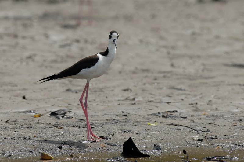002_1849_CostaRica_Palo_Verde_Echasse_d_Amerique_