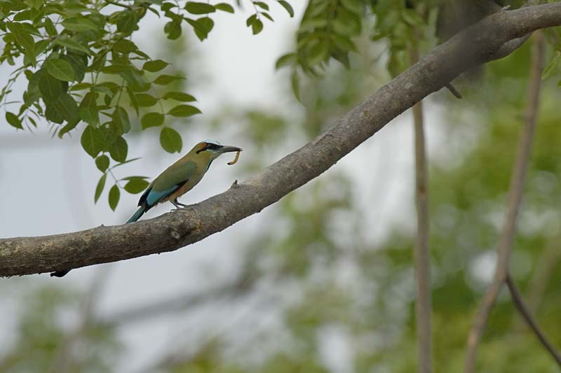 006_1700_CostaRica_Rincon_de_la_Viejas_motmot_