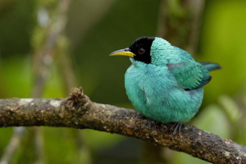0323_CostaRica_La_Paz_Guit-guit_emeraude_