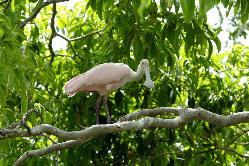 2072_CostaRica_Palo_Verde_Spatules_rosees_