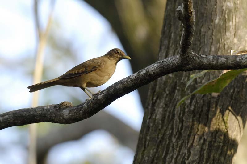 2881_CostaRica_Parc_Manuel_Antonio_Merle_fauve_