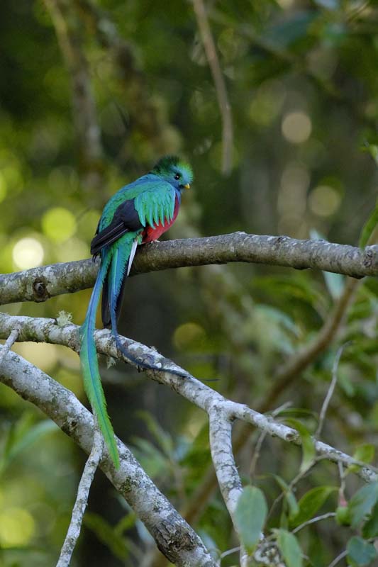 3342_CostaRica_Quetzal_resplendissant_