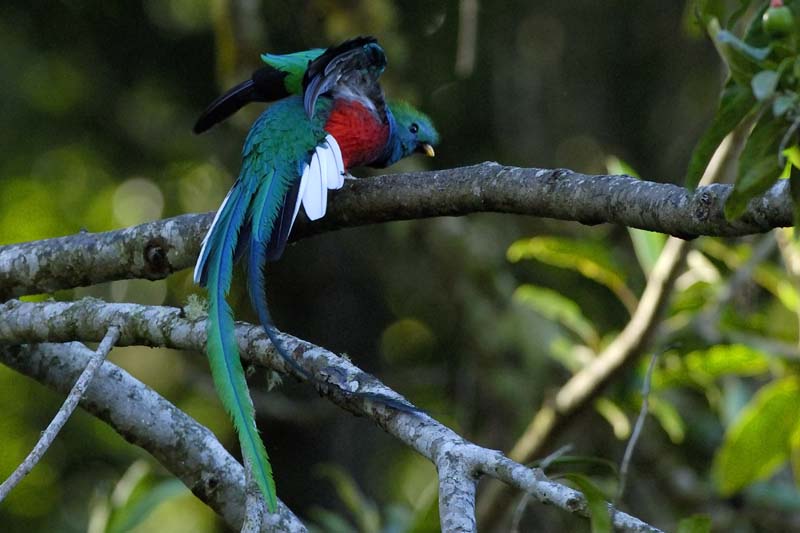 3355_CostaRica_Quetzal_resplendissant_