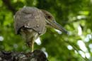 004_2091_CostaRica_Palo_Verde_Bihoreau_gris_1