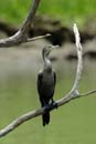 0998_CostaRica_Cano_Negro_Cormoran_vigua_