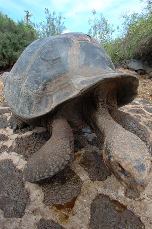 10_4045_GALAPAGOS_SANTA_CRUZ