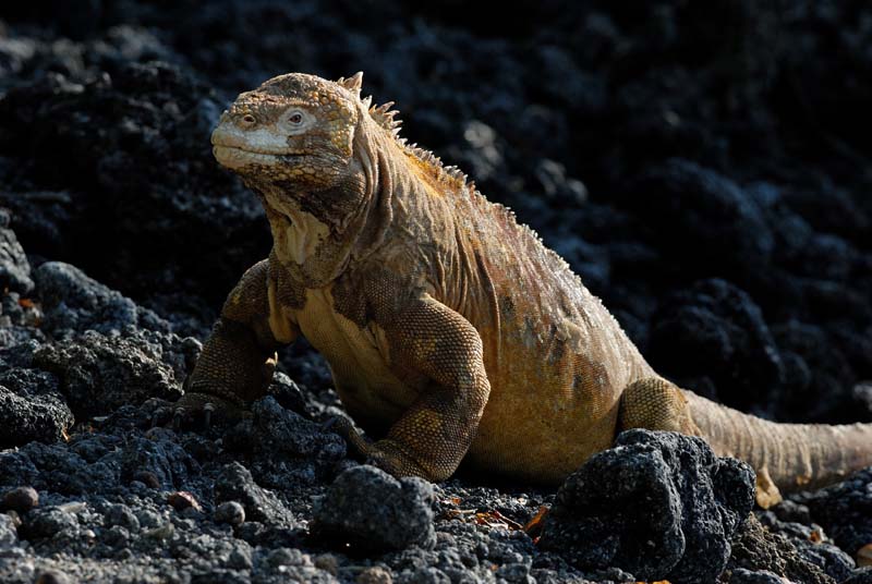 14_2111_GALAPAGOS_ISABELA