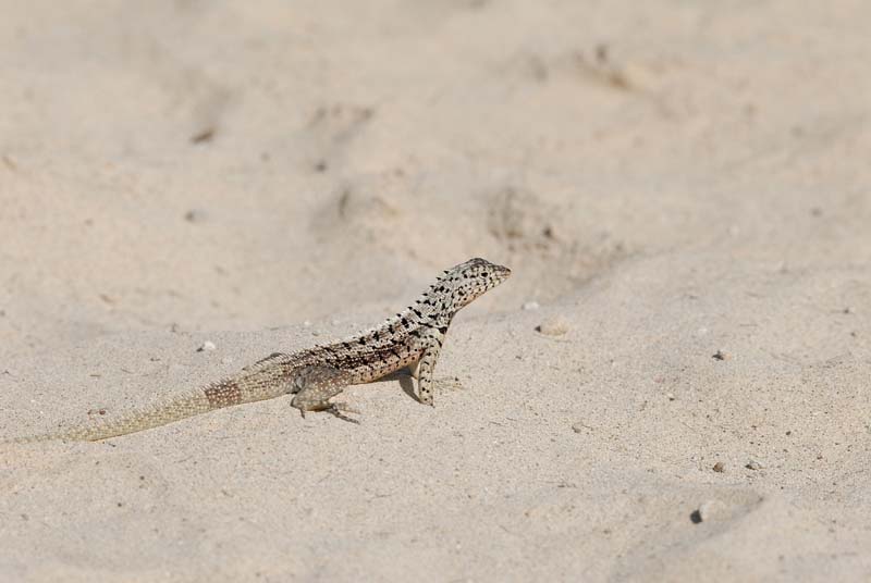 20_3269_GALAPAGOS_SANTA_FE