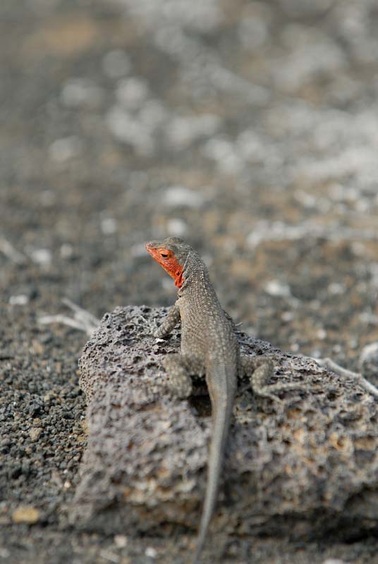 21_0738_GALAPAGOS_BARTOLOME
