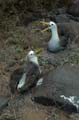 3012_GALAPAGOS_ESPAGNOLA