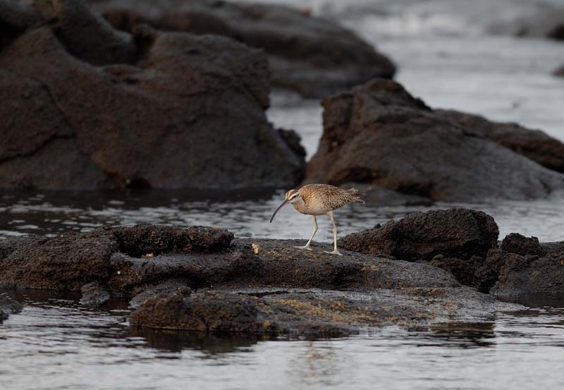 20_1831_GALAPAGOS_ISABELA_FERNANDINA