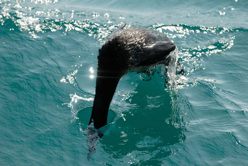 1637_GALAPAGOS_ISABELA_FERNANDINA