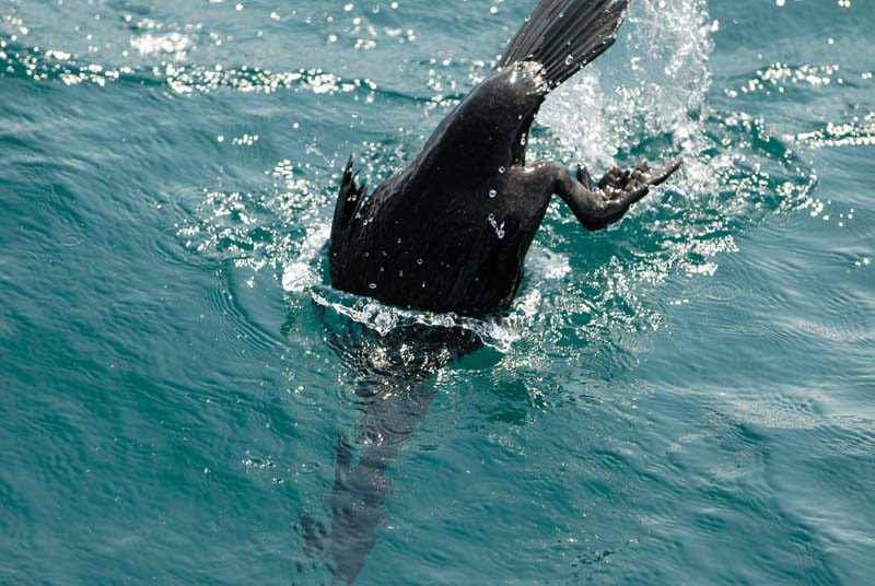 1638_GALAPAGOS_ISABELA_FERNANDINA