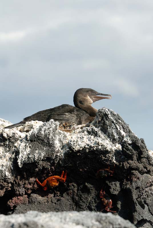 1682_GALAPAGOS_ISABELA_FERNANDINA