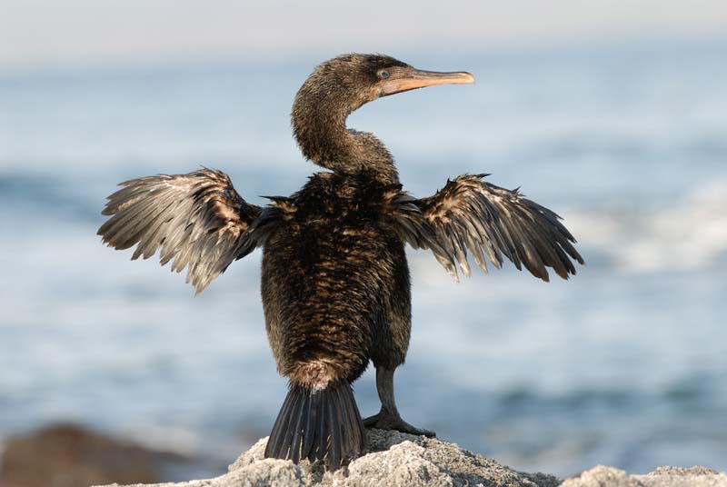 1749_GALAPAGOS_ISABELA_FERNANDINA