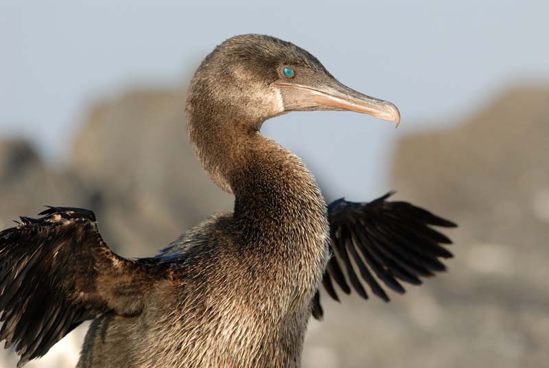 1769_GALAPAGOS_ISABELA_FERNANDINA