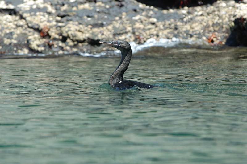 2018_GALAPAGOS_ISABELA