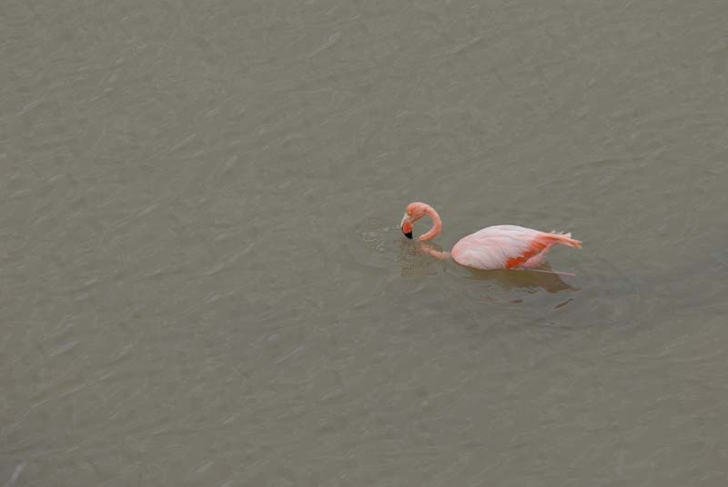 2397_GALAPAGOS_FLOREANA