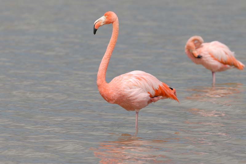 2532_GALAPAGOS_FLOREANA