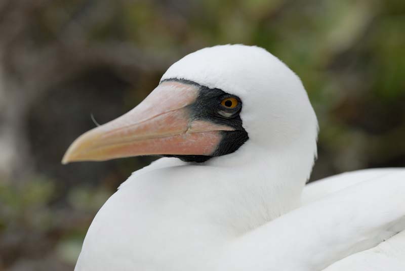 0450_GALAPAGOS_GENOVESA