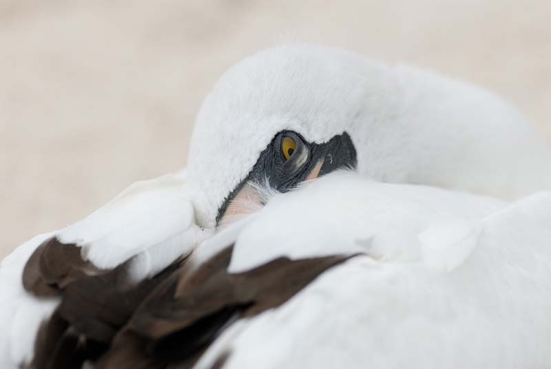 0462_GALAPAGOS_GENOVESA