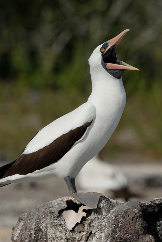 0511_GALAPAGOS_GENOVESA