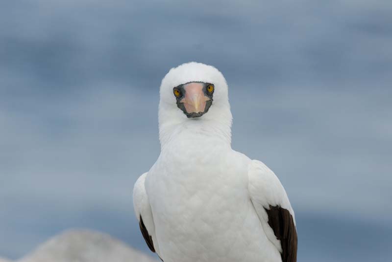 2826_GALAPAGOS_ESPAGNOLA