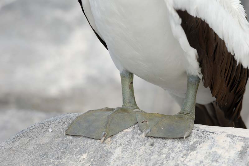 2831_GALAPAGOS_ESPAGNOLA