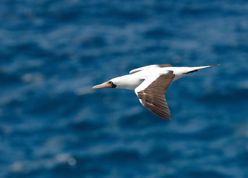 2992_GALAPAGOS_ESPAGNOLA